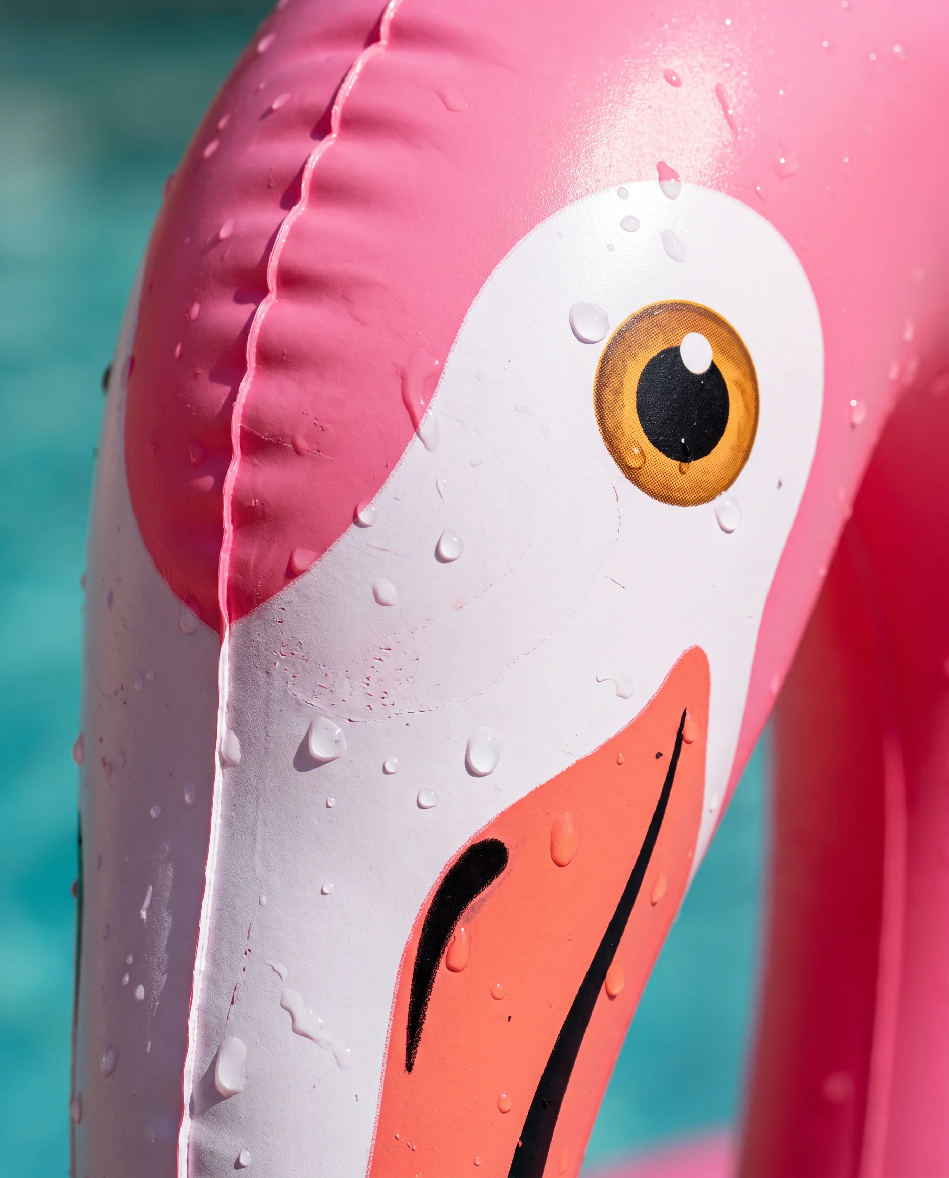 Mega Flamingo, photo 4