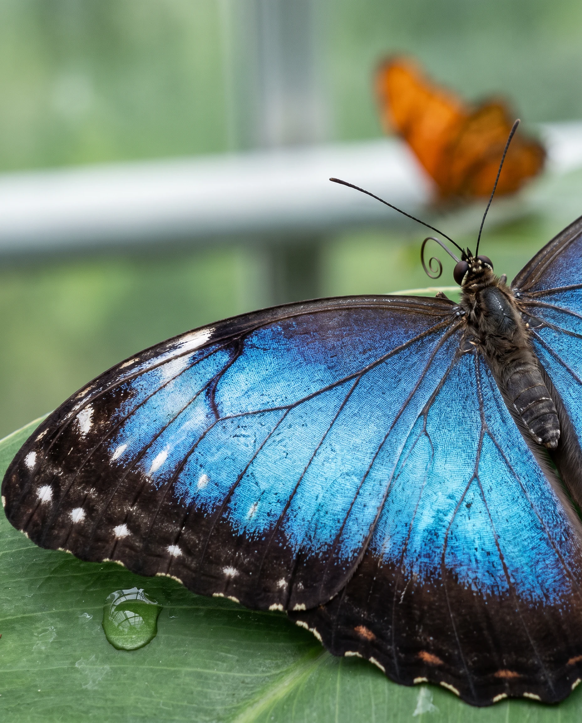 Butterfly Park, photo 4