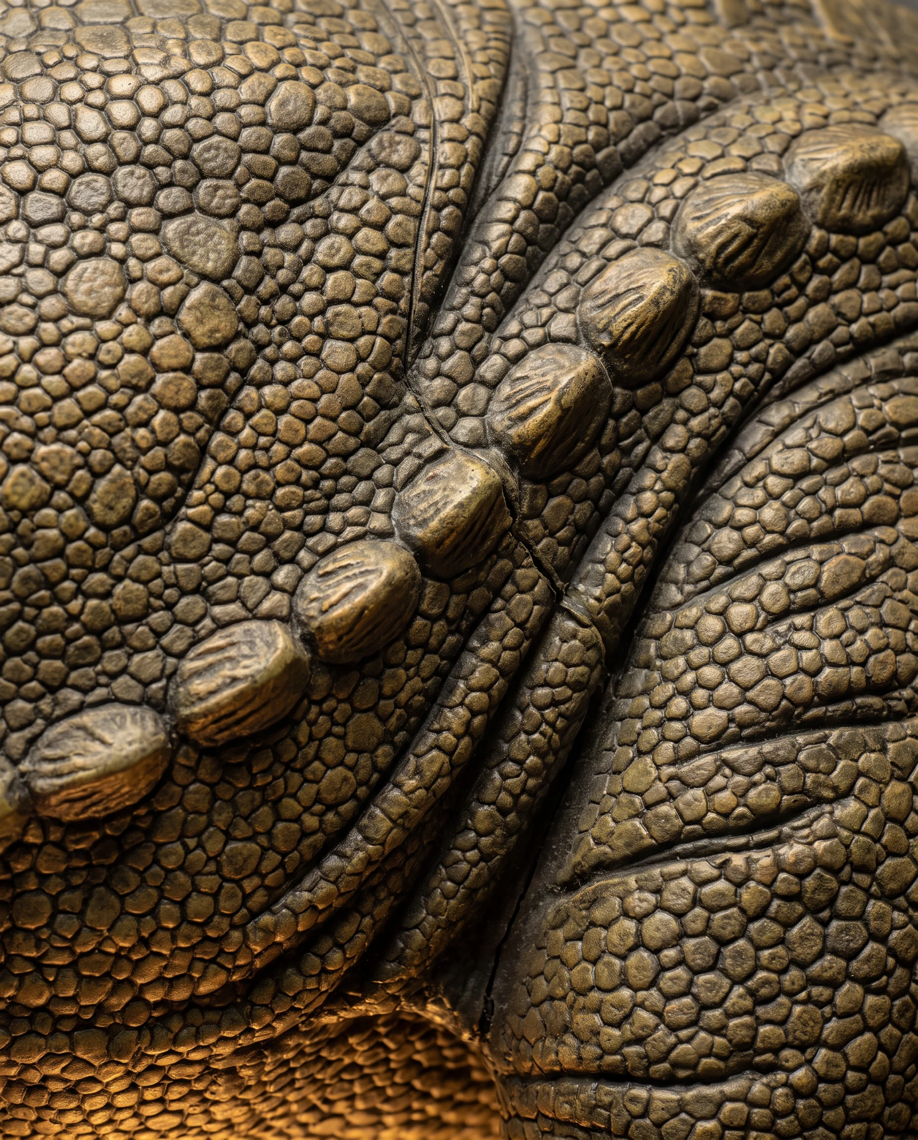 Dinosaur Museum, photo 4