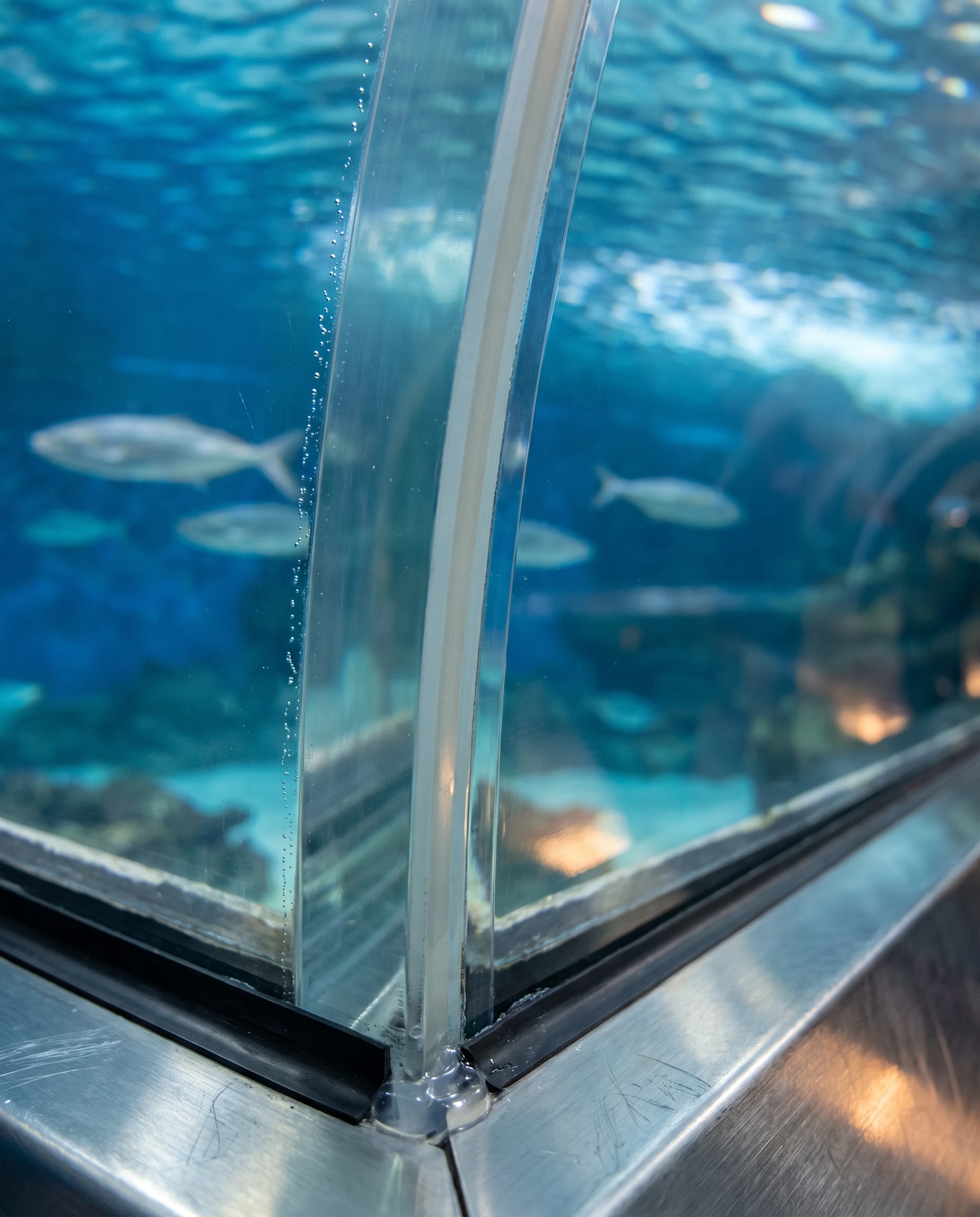 Tunnel Aquarium, photo 4